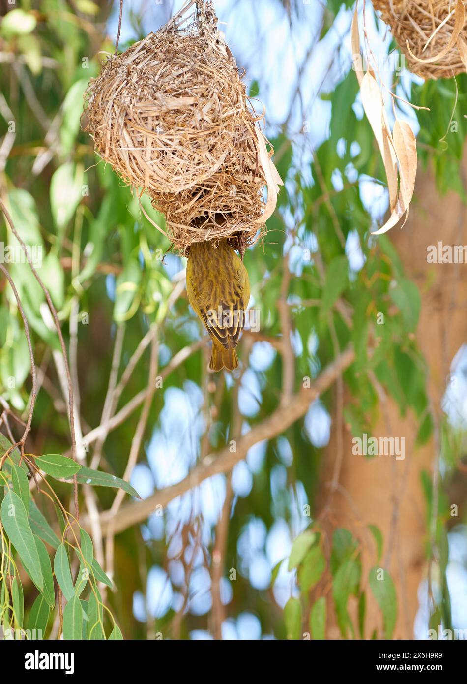Oiseau, nid et arbre ou environnement safari de Cape Weaver dans la forêt, l'habitat et l'écologie de la nature. Terrier naturel, biodiversité et indigène Banque D'Images