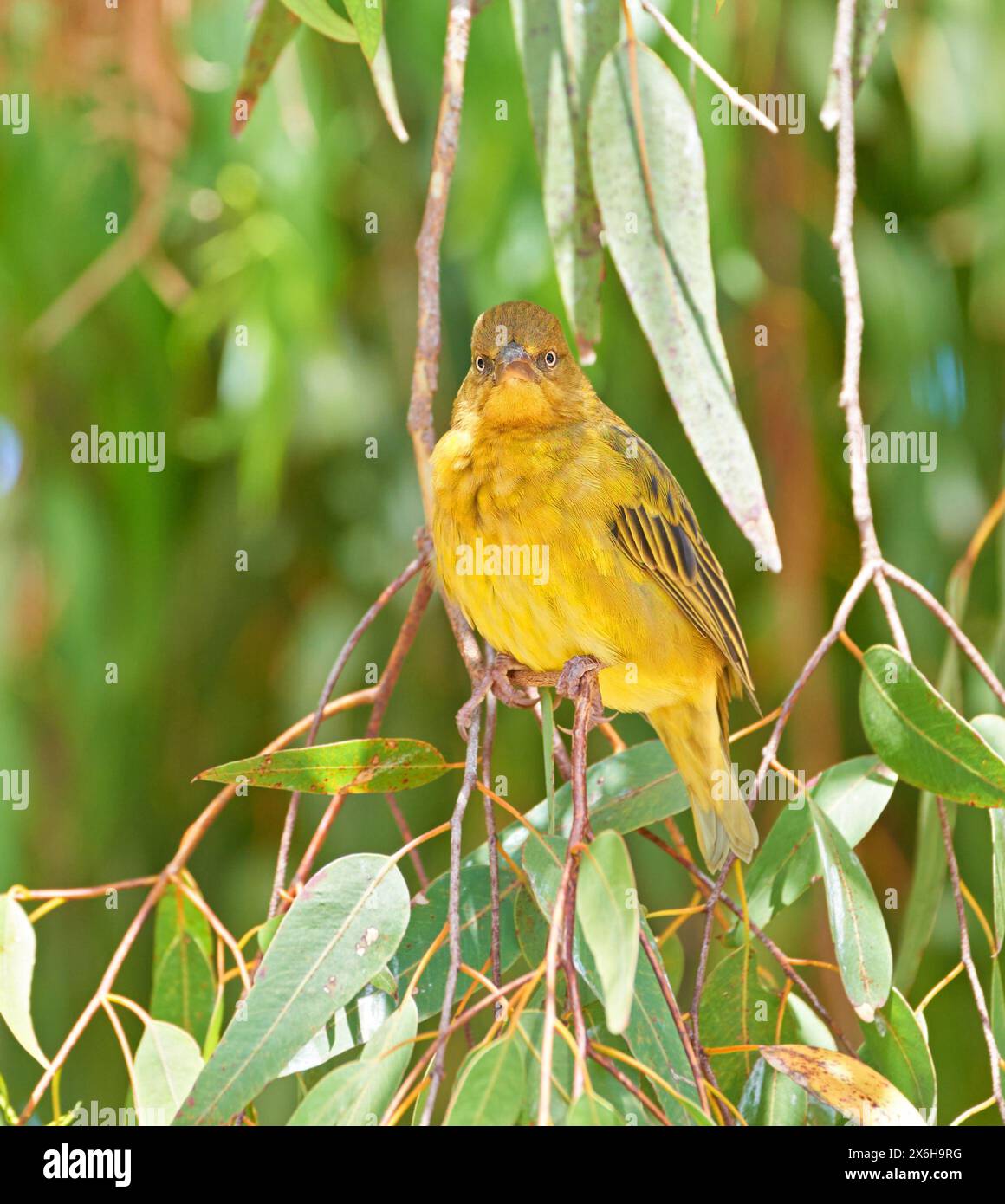 Safari, oiseau et Cape Weaver dans l'arbre avec l'environnement, la nature et l'écologie de l'habitat forestier. Naturel, biodiversité et animal indigène avec des ailes Banque D'Images