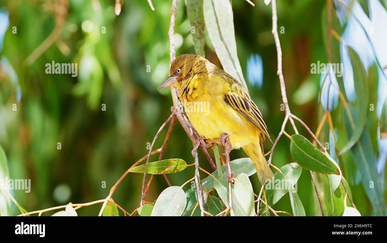 Arbre, oiseau et safari environnement ou nature avec Cape Weaver dans la forêt, l'habitat et l'écologie. Naturel, biodiversité et animal indigène avec des ailes Banque D'Images