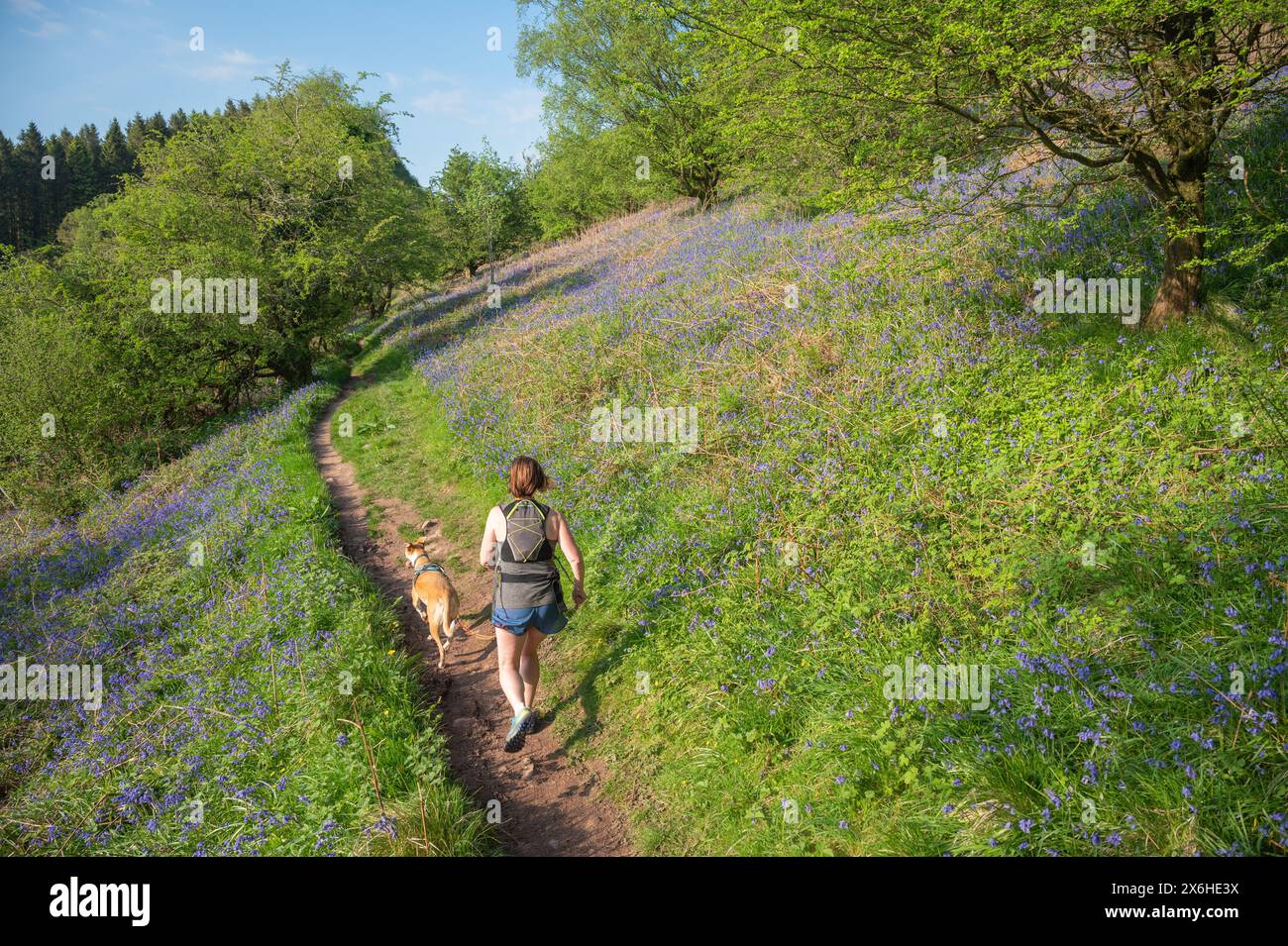 Femme et chien courant sur le chemin à travers Bluebell Woodland, Skirrid, Powys, pays de Galles, Royaume-Uni Banque D'Images