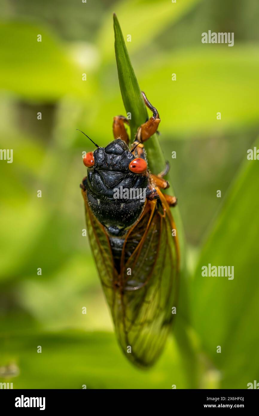 Dans le cadre tranquille d'un pré ensoleillé, une cigale se lance dans une ascension lente et délibérée d'un long brin d'herbe. Banque D'Images