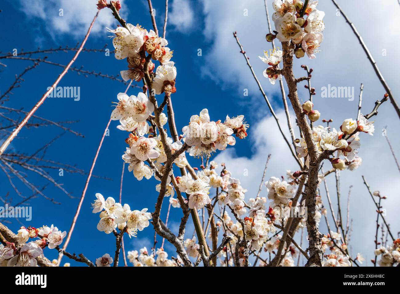 Cerisiers/fleurs de prunes sur la route de pèlerinage de Kumano Kodo Nakahechi, Nachisan, Wakayama, Japon Banque D'Images