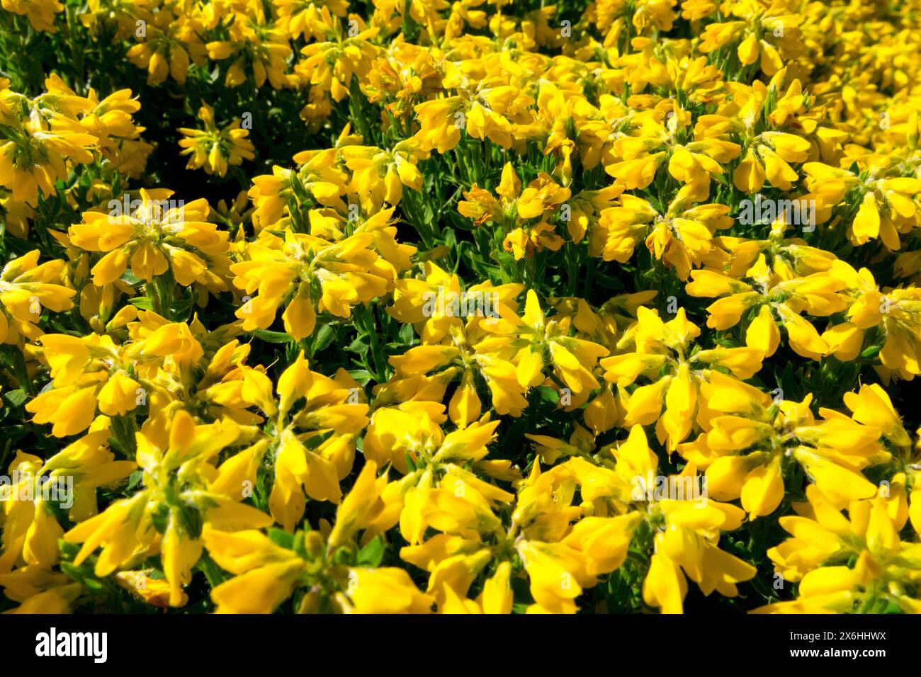 Fleur de balai espagnole Furze Gorse espagnole, Genista hispanica, fleur fleurs jaunes floraison floraison en fleur, densément, jardin, arbuste Hardy Banque D'Images