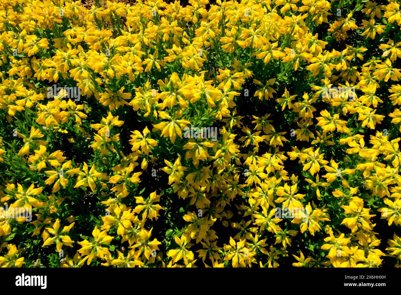 Balai espagnol Furze Gorse, Genista hispanica, fleurs fleurs fleurs jaunes floraison en fleurs, densément, jardin, arbuste Hardy, Banque D'Images