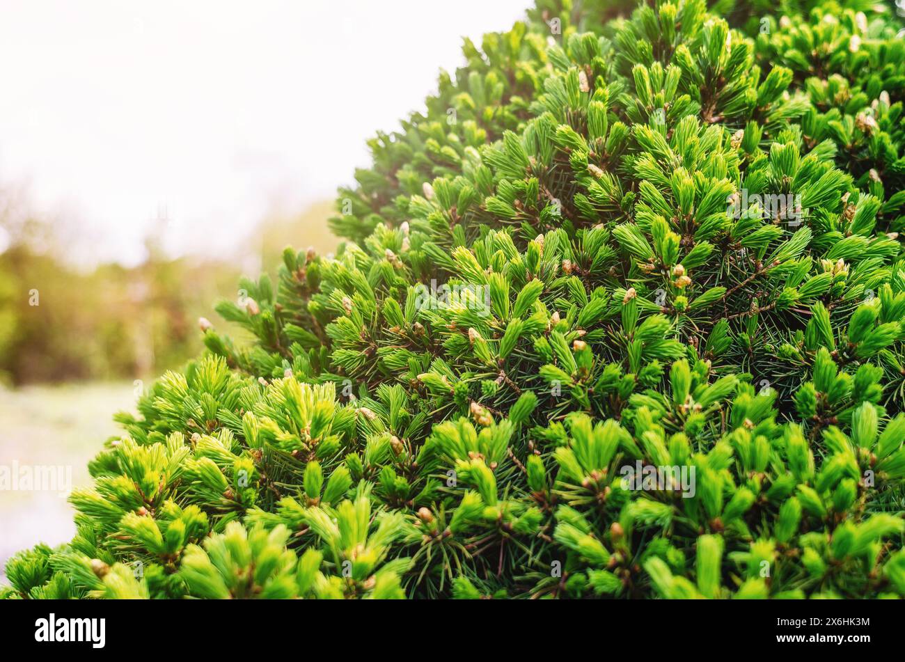 Branches épineuses vert vif pelucheuses de sapin de Noël ou de pin au printemps. Arrière-plan flou Banque D'Images