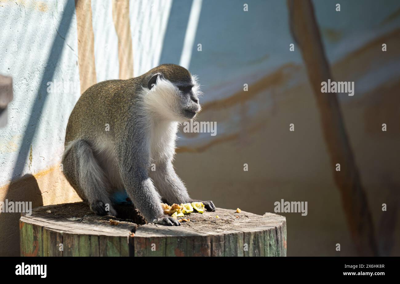 singe gris dans le parc Banque D'Images