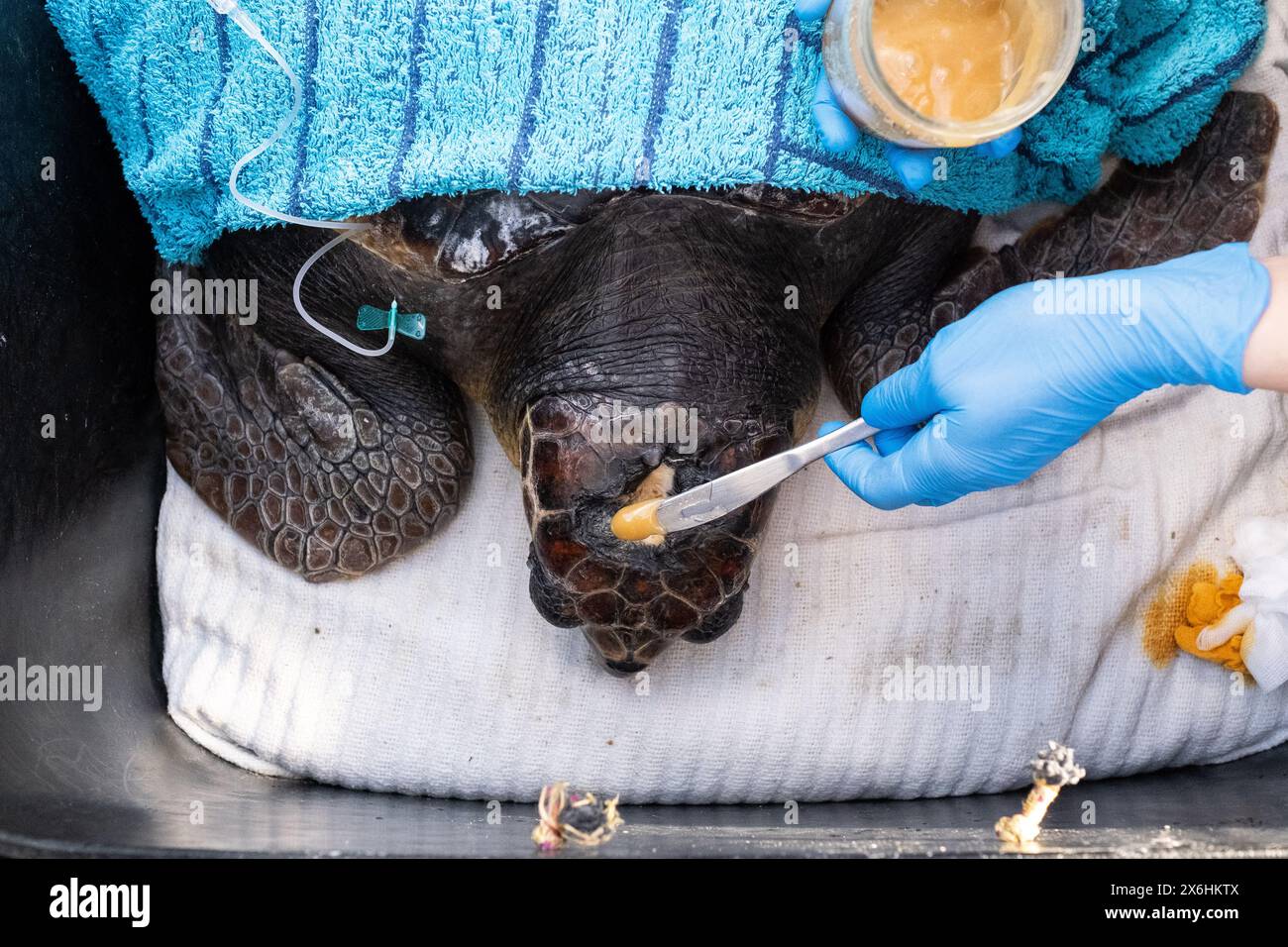 Processus de soins pour une tortue blessée au Centre de sauvetage des tortues marines Archelon à Glyphada, dans la banlieue d'Athènes, la capitale de la Grèce, sur le COAS Banque D'Images