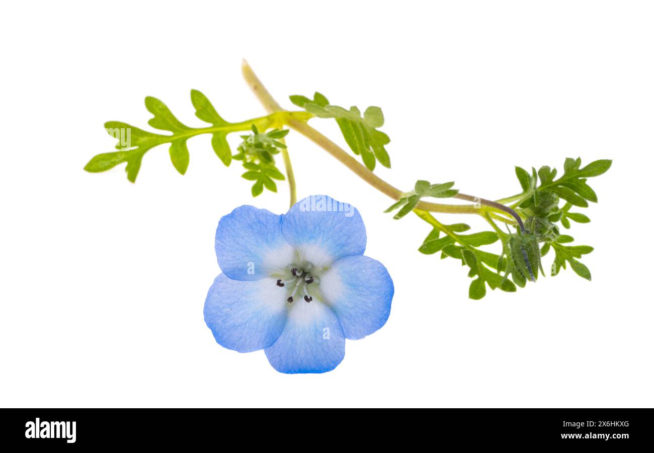 Fleurs de Nemophila isolées sur fond blanc Banque D'Images