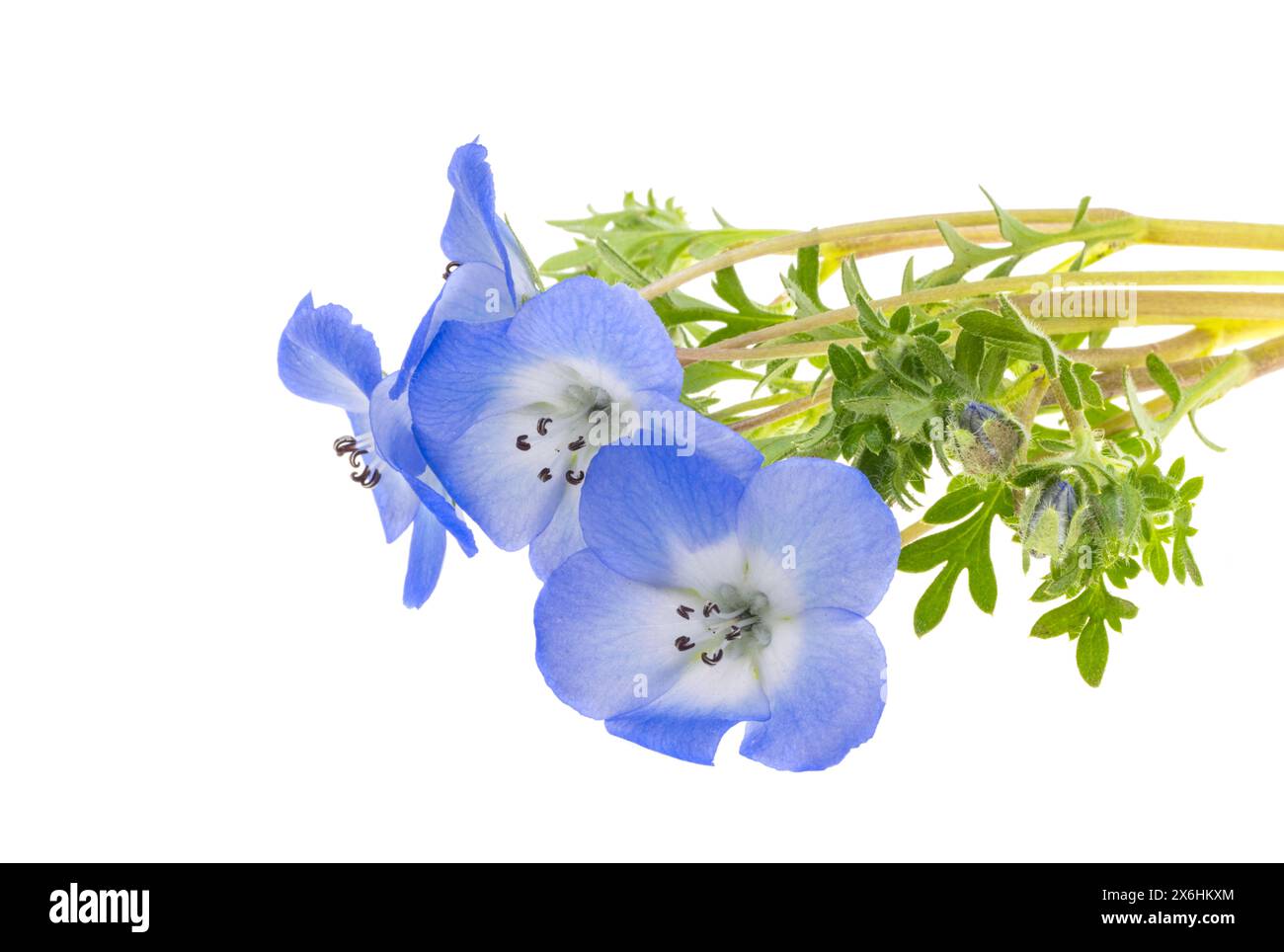 Fleurs de Nemophila isolées sur fond blanc Banque D'Images