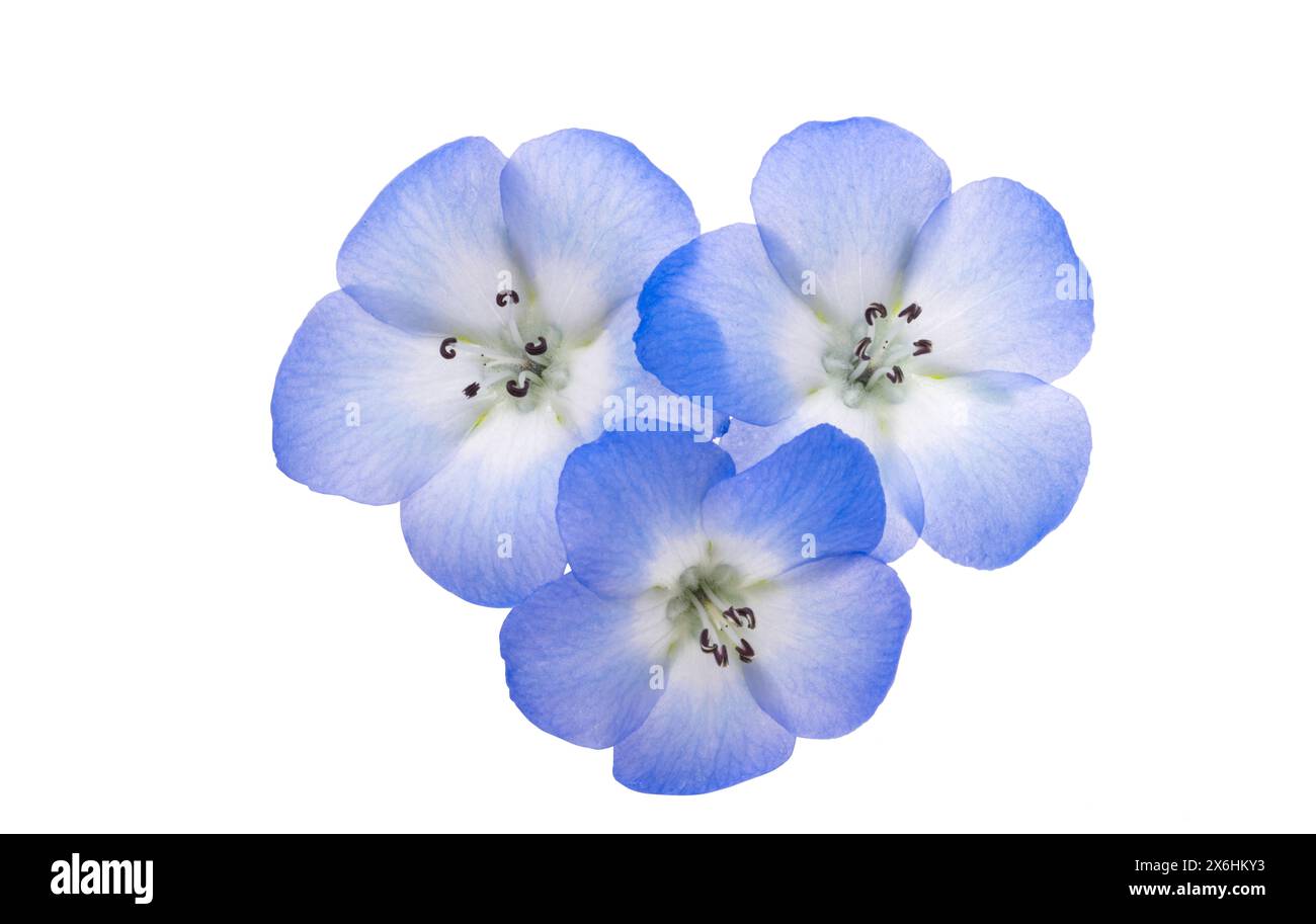 Fleurs de Nemophila isolées sur fond blanc Banque D'Images