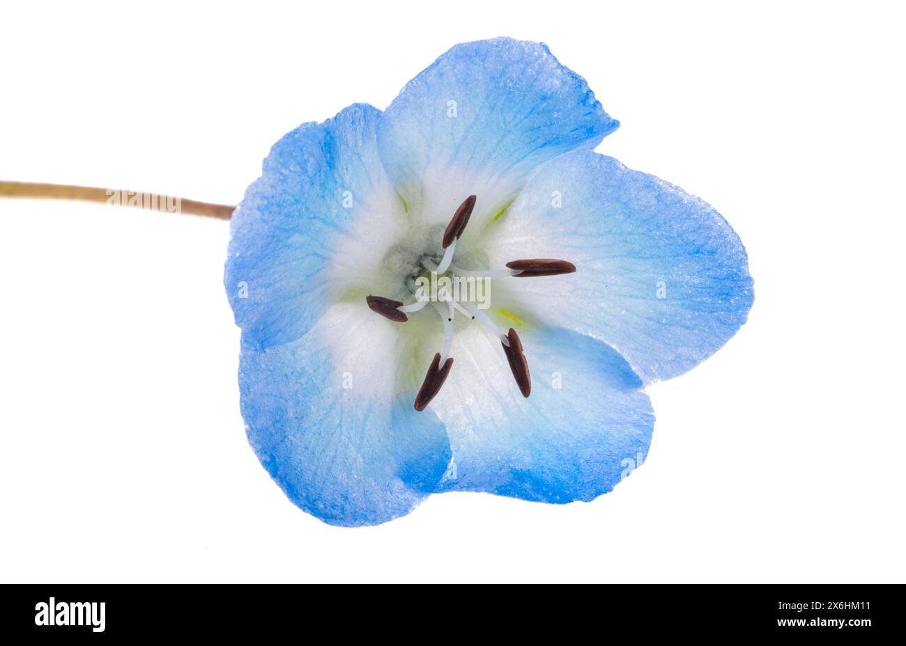 Fleurs de Nemophila isolées sur fond blanc Banque D'Images