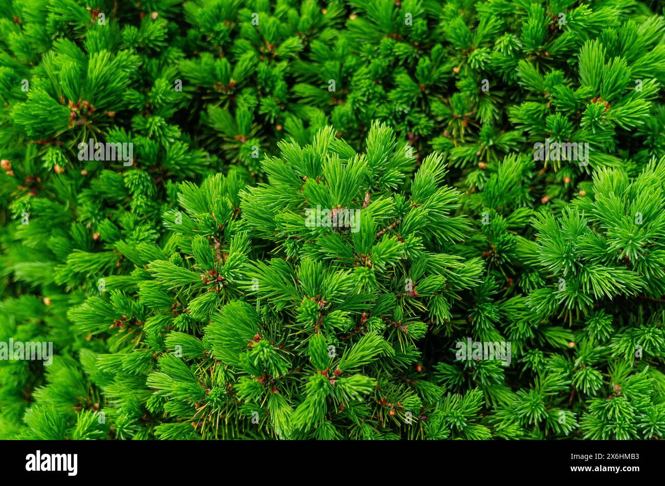 Jeunes branches épineuses vert vif d'arbre de Noël ou de pin au printemps. Photo macro de qualité. Banque D'Images