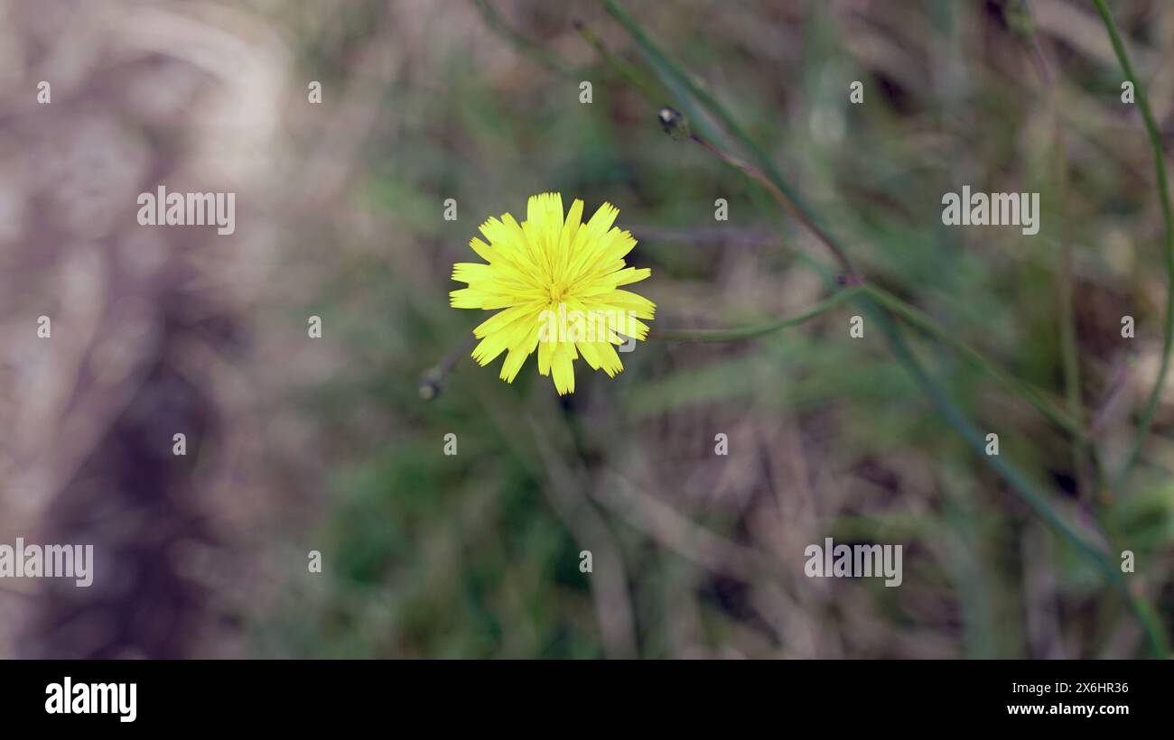 Hypochaeris radicata (Hypochoeris radicata) – également connu sous le nom de catsear, d'herbe plate, d'oreille de chat, d'oreille de chat poilue ou de faux pissenlit – est une plante vivace, faible Banque D'Images