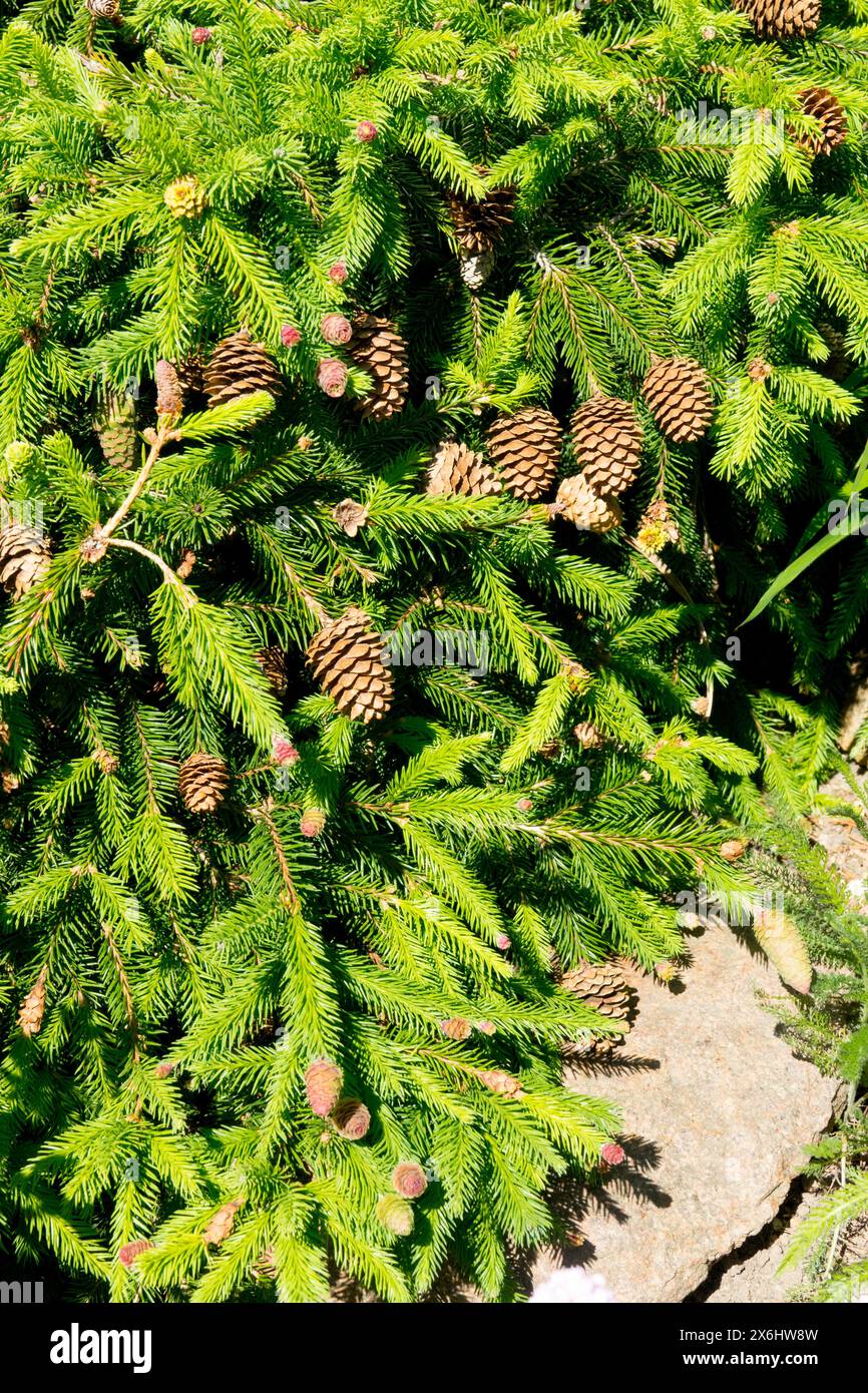 Picea abies 'Pusch' arbre nain épinette de Norvège basse, petit feuillage dense Banque D'Images