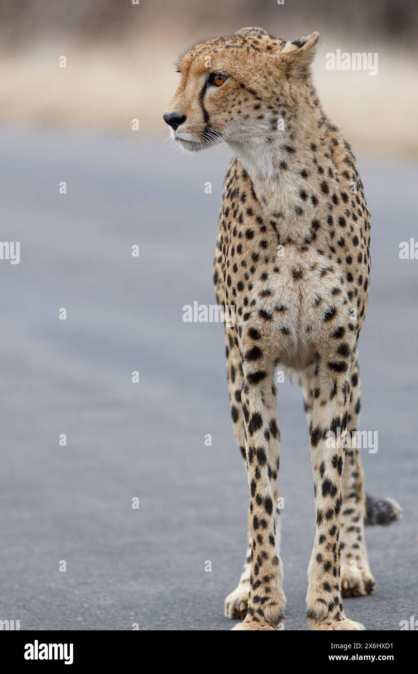 Guépard (Acinonyx jubatus), adulte, debout sur la route goudronnée, alerte, tôt le matin, portrait animal, Parc National Kruger, Afrique du Sud, Banque D'Images