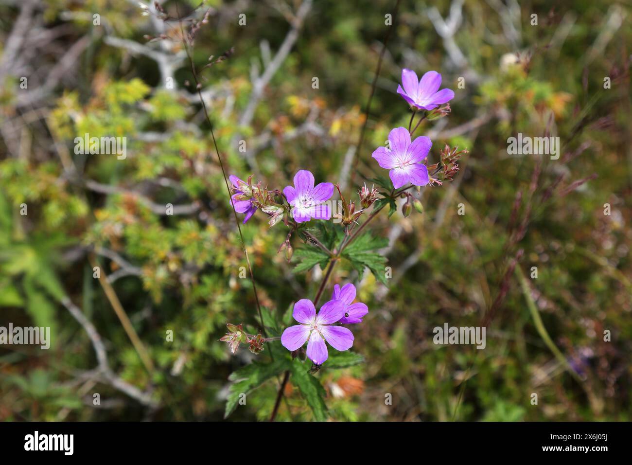 Norvège nature. Fleurs de crane en bois (Geranium sylvaticum en latin). Également connu sous le nom de géranium des bois. Banque D'Images