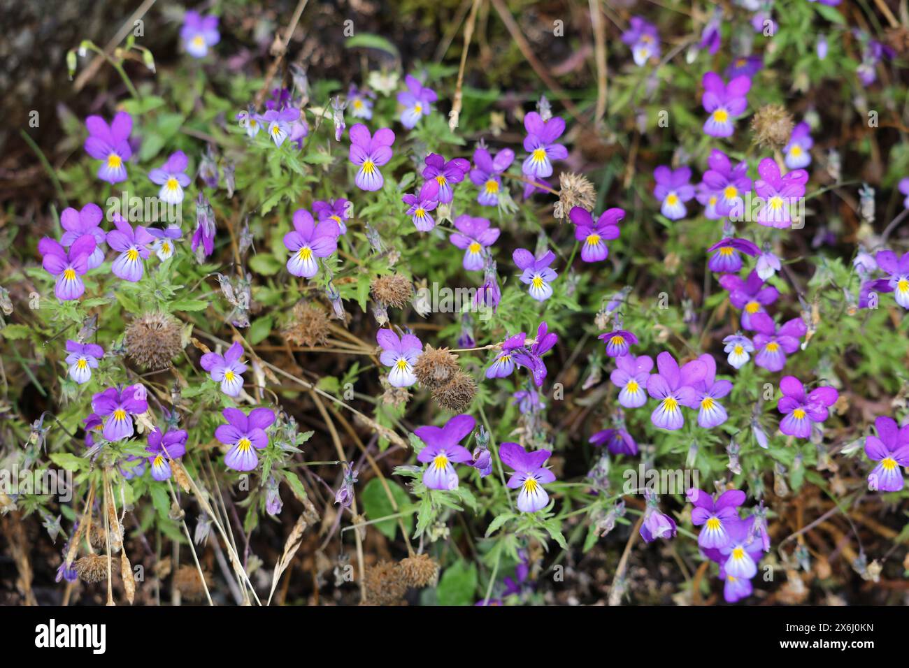 Norvège nature. Espèce de fleur de pensée sauvage (Viola tricolor). Banque D'Images