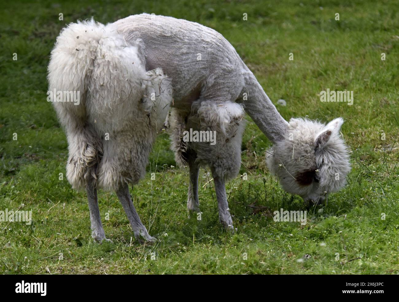 VINNYTSIA, UKRAINE - 14 MAI 2024 - Alpaga est vu dans le zoo de Podilskyi, Vinnytsia, centre-ouest de l'Ukraine. Banque D'Images