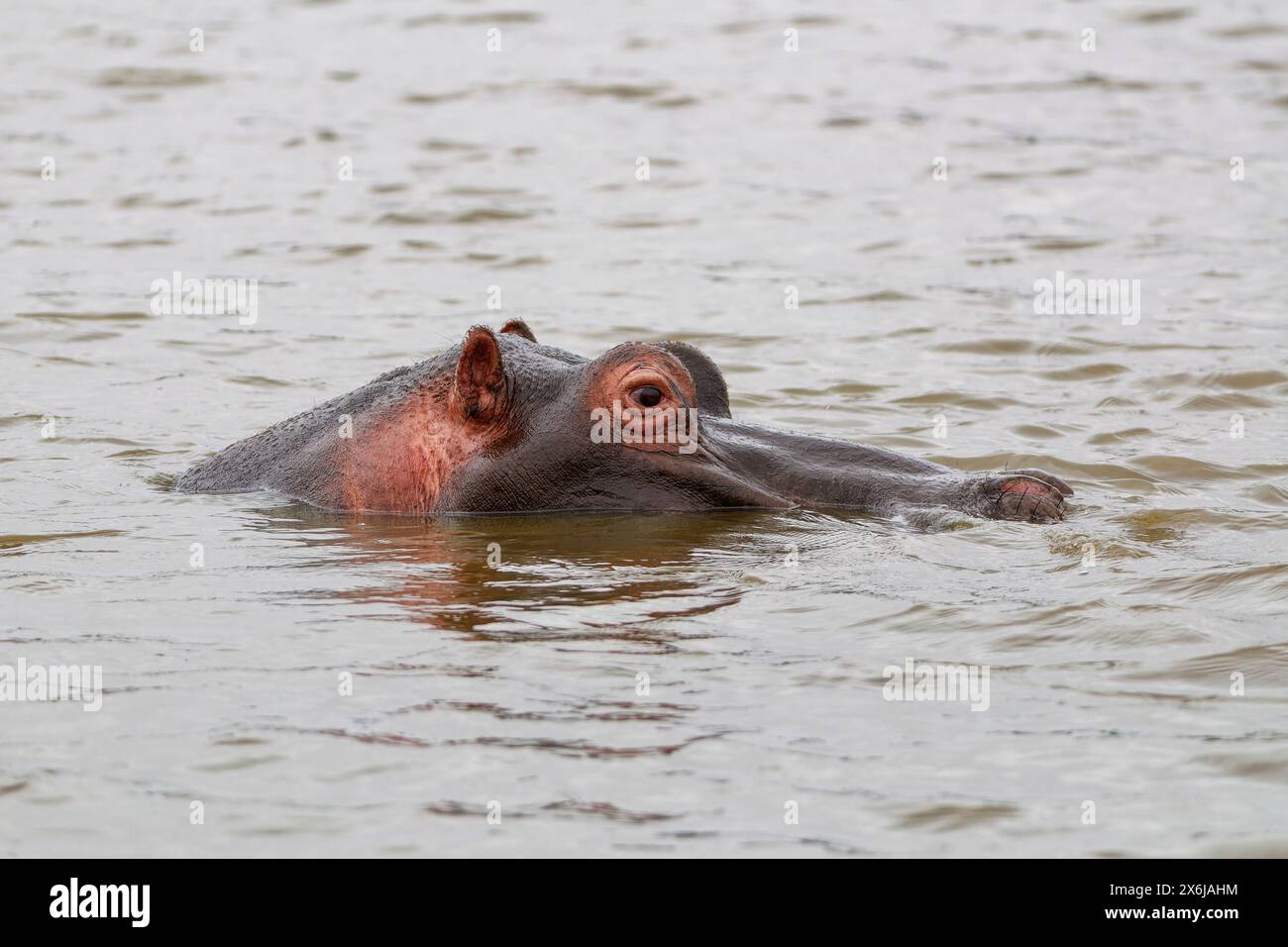Hippopotame (Hippopotamus amphibius), adulte dans l'eau, gros plan, profil, Sunset Dam, parc national Kruger, Afrique du Sud, Afrique Banque D'Images