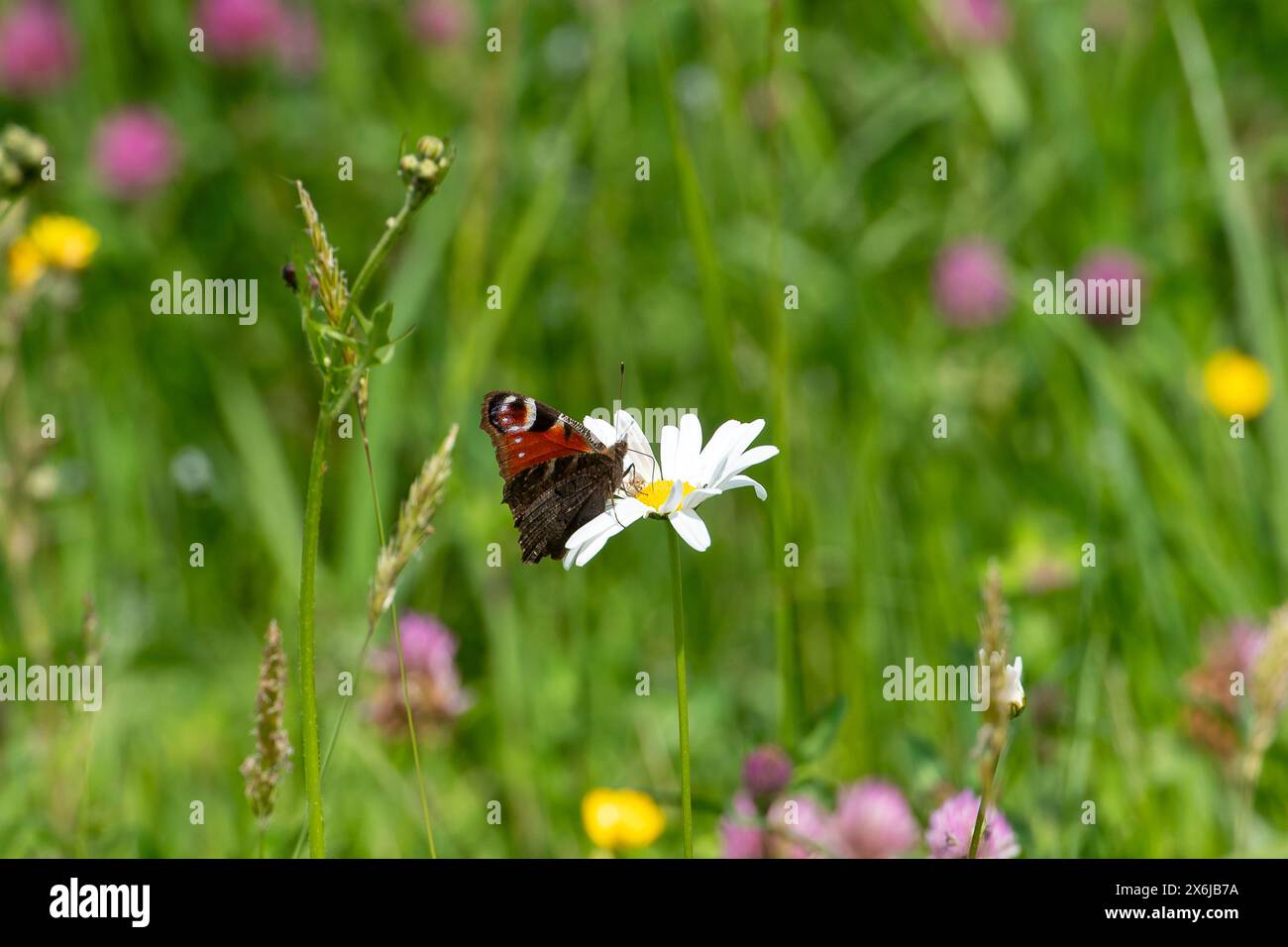 Dorney, Royaume-Uni. 15 mai 2024. Un papillon paon repose sur une Marguerite dans de longues herbes par une belle journée ensoleillée à Dorney, Buckinghamshire. Crédit : Maureen McLean/Alamy Live News Banque D'Images