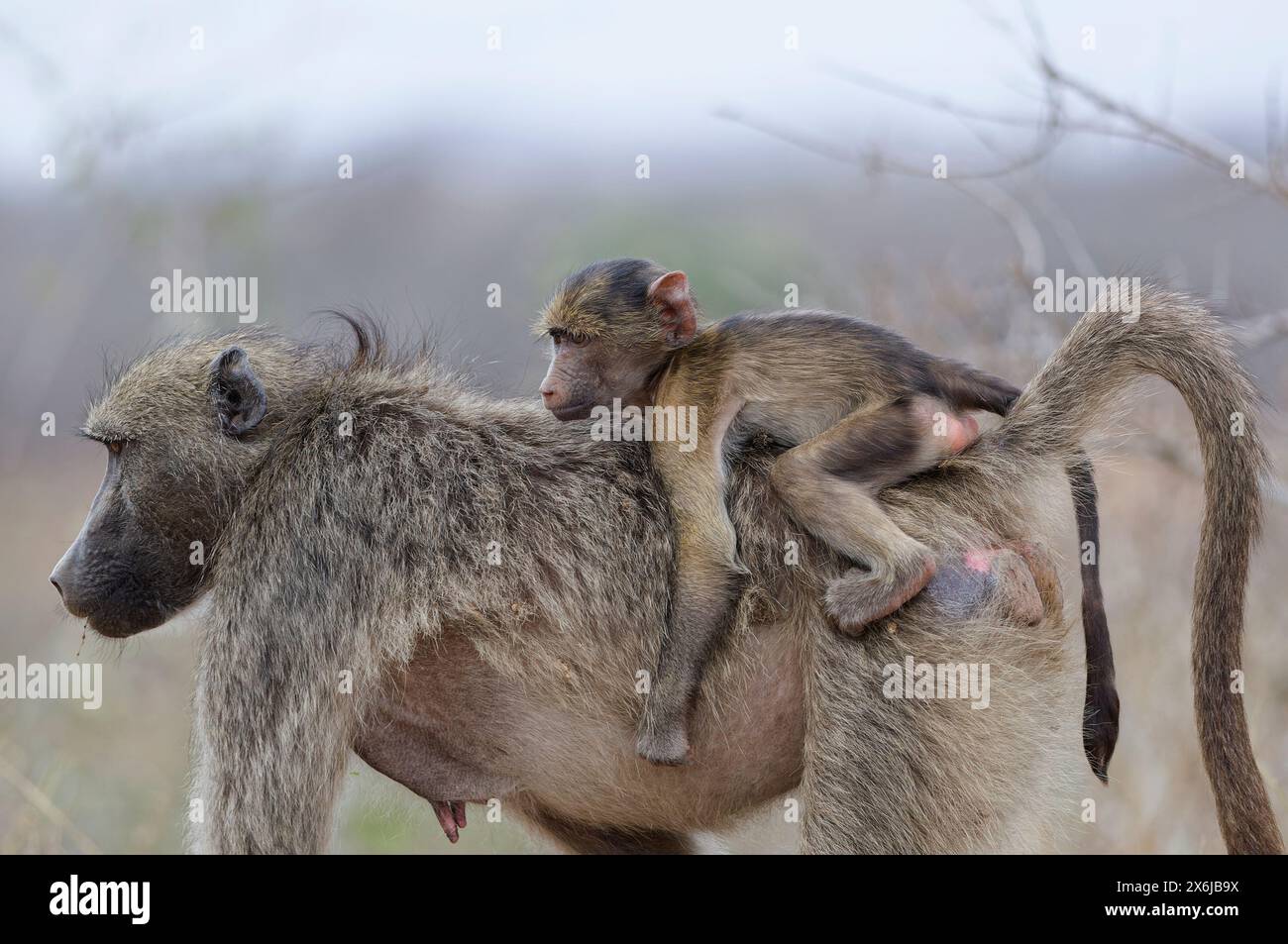 Babouins Chacma (Papio ursinus), jeune singe accroché au dos de sa mère qui marche, parc national Kruger, Afrique du Sud, Afrique Banque D'Images