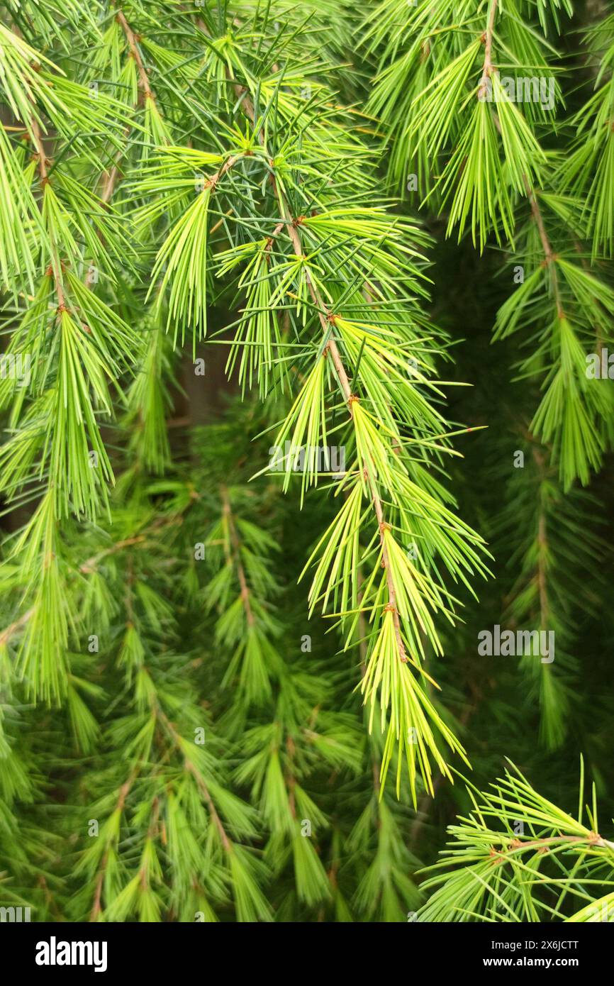 Beau nouveau feuillage vert frais sur un cèdre Deodar (Cedrus deodara). Banque D'Images