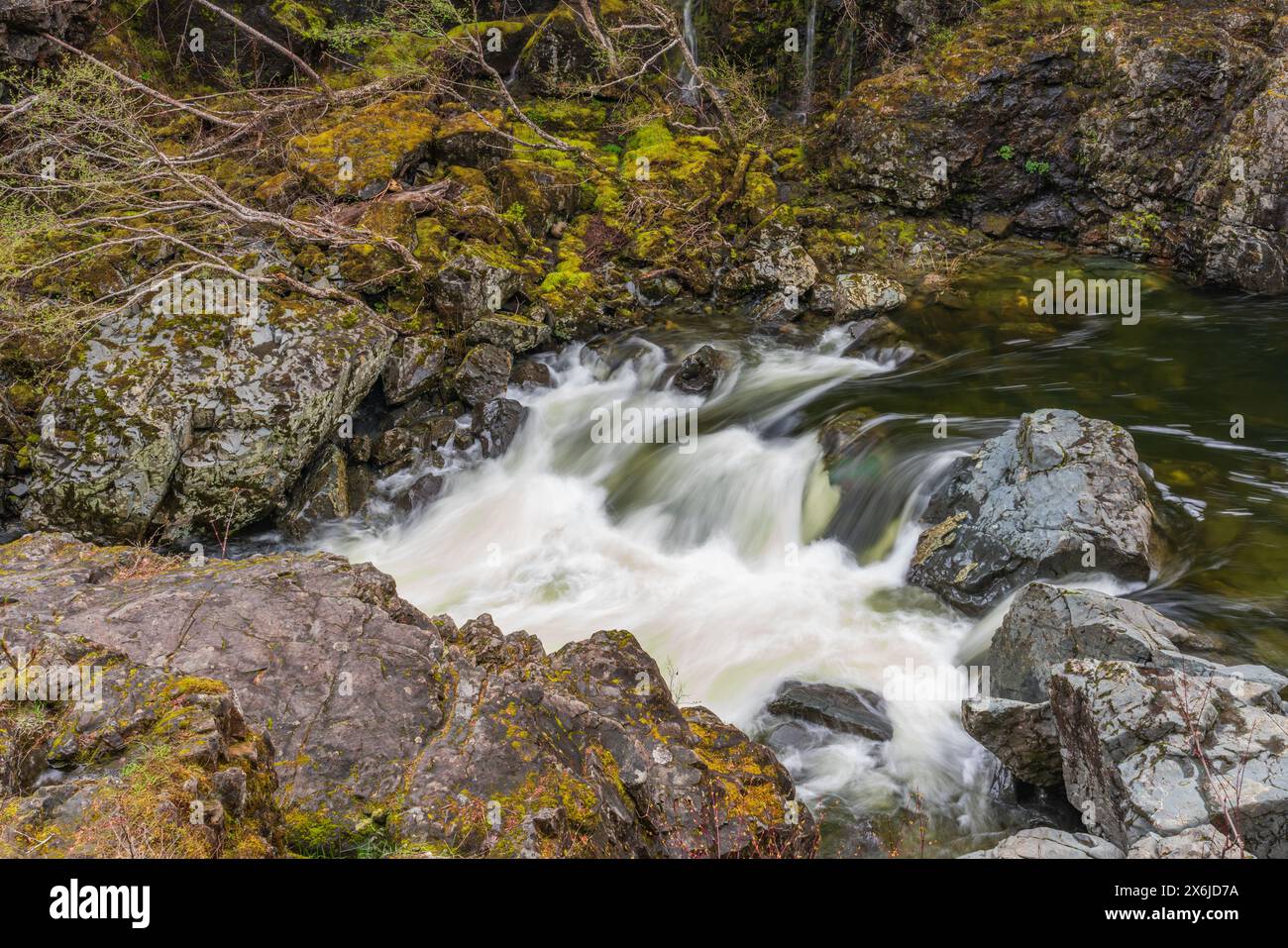 Un petit ruisseau traversant la forêt du parc régional Sooke, île de Vancouver, Colombie-Britannique, Canada. Banque D'Images