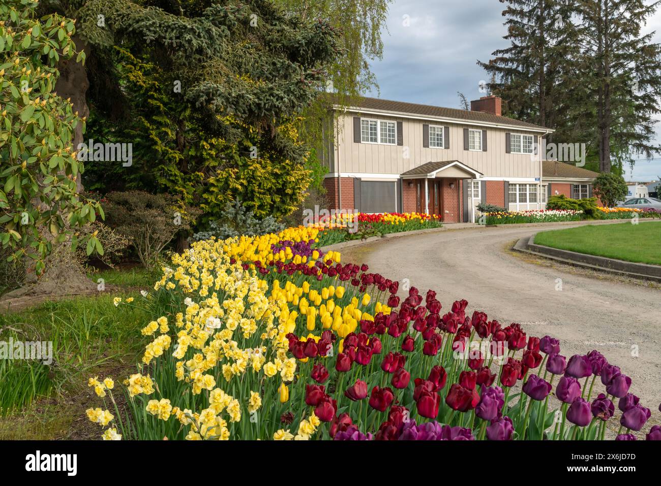 Une grande maison avec des plantations printanières dans la vallée de Skagit, Washington, États-Unis. Banque D'Images