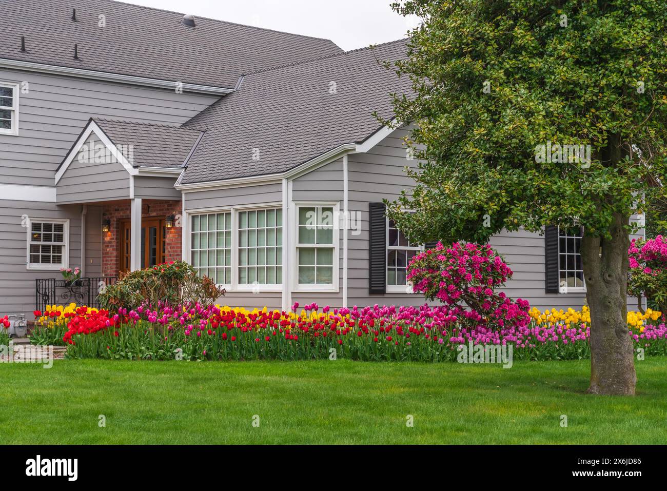 Une maison avec aménagement paysager de tulipes et jardins de tulipes dans la vallée de Skagit, Washington, États-Unis. Banque D'Images