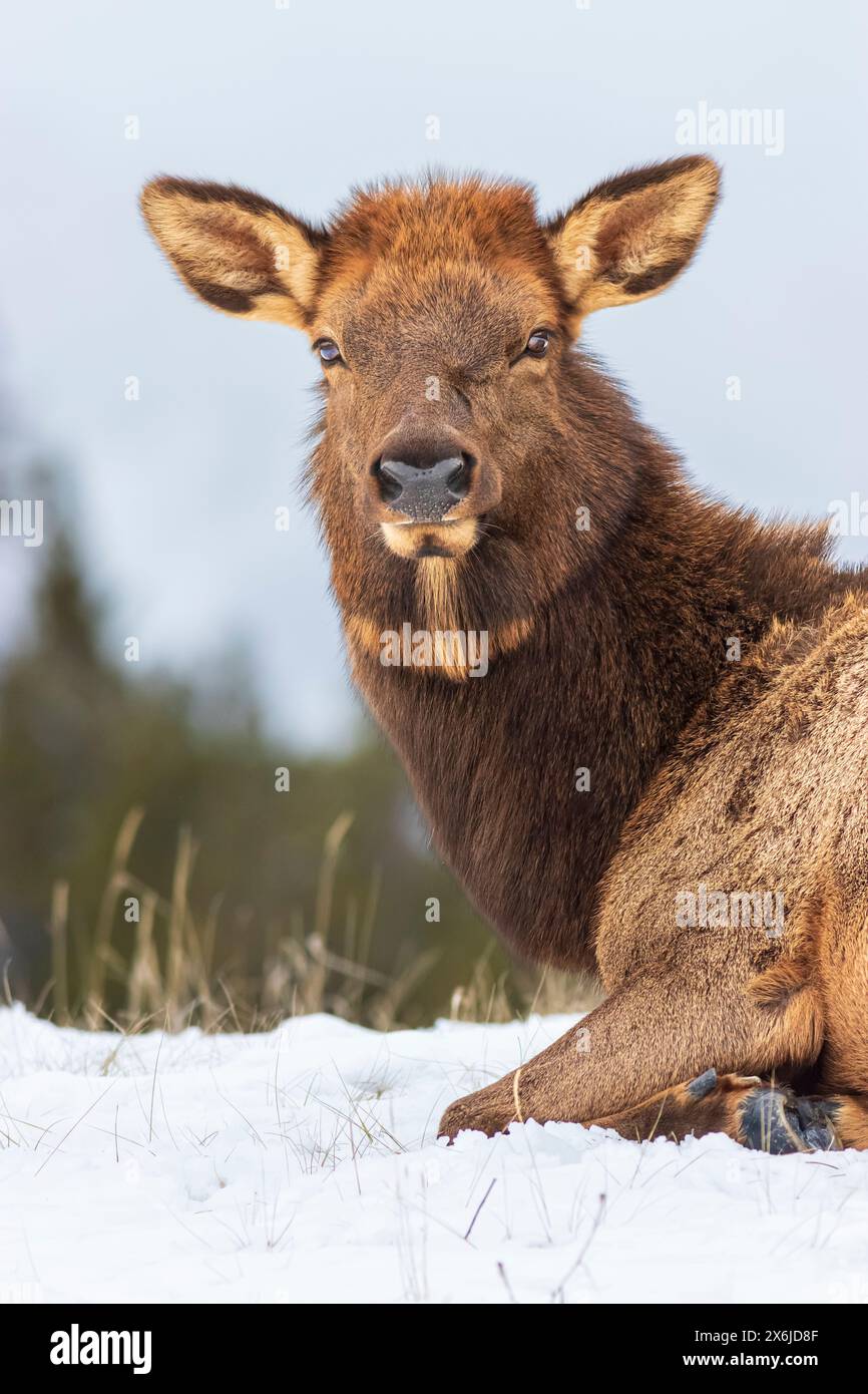 Portrait rapproché d'une femelle élan à Canmore, Colombie-Britannique, Canada. Banque D'Images