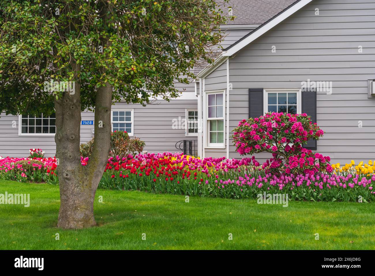 Une maison avec aménagement paysager de tulipes et jardins de tulipes dans la vallée de Skagit, Washington, États-Unis. Banque D'Images