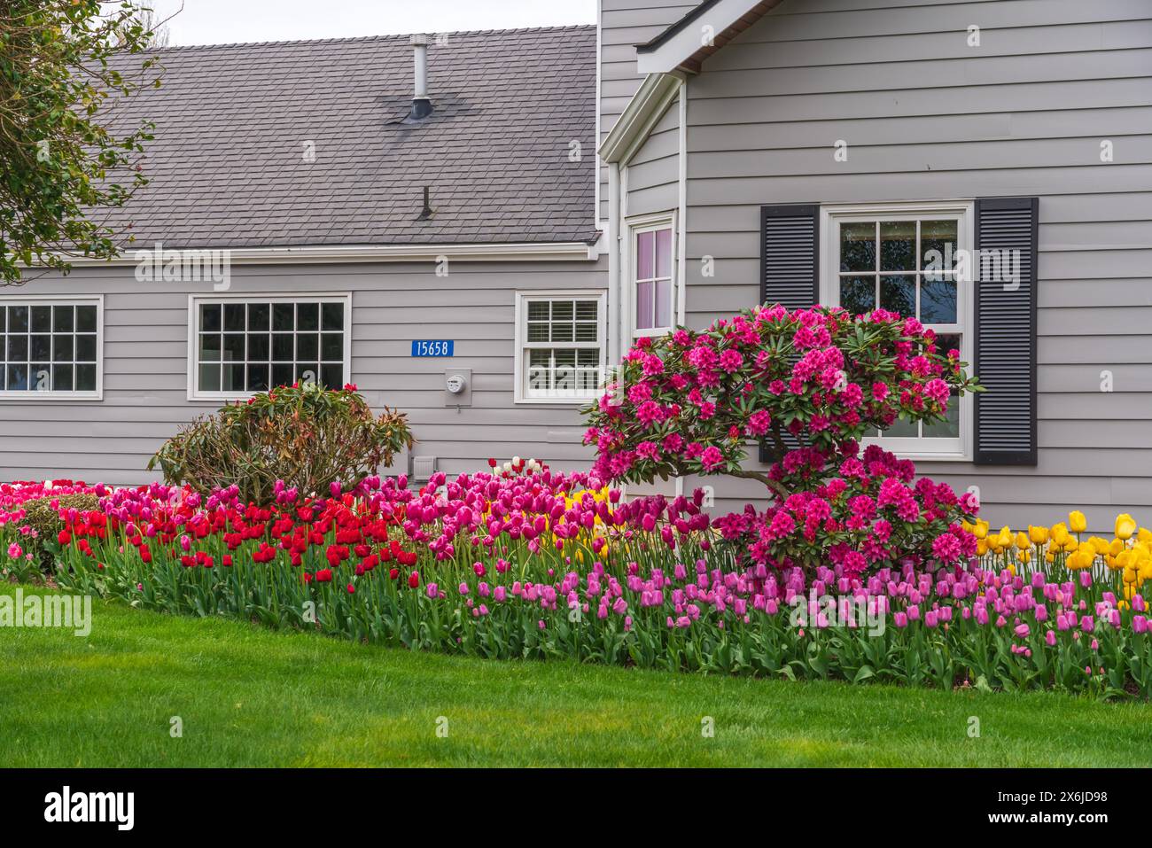 Une maison avec aménagement paysager de tulipes et jardins de tulipes dans la vallée de Skagit, Washington, États-Unis. Banque D'Images