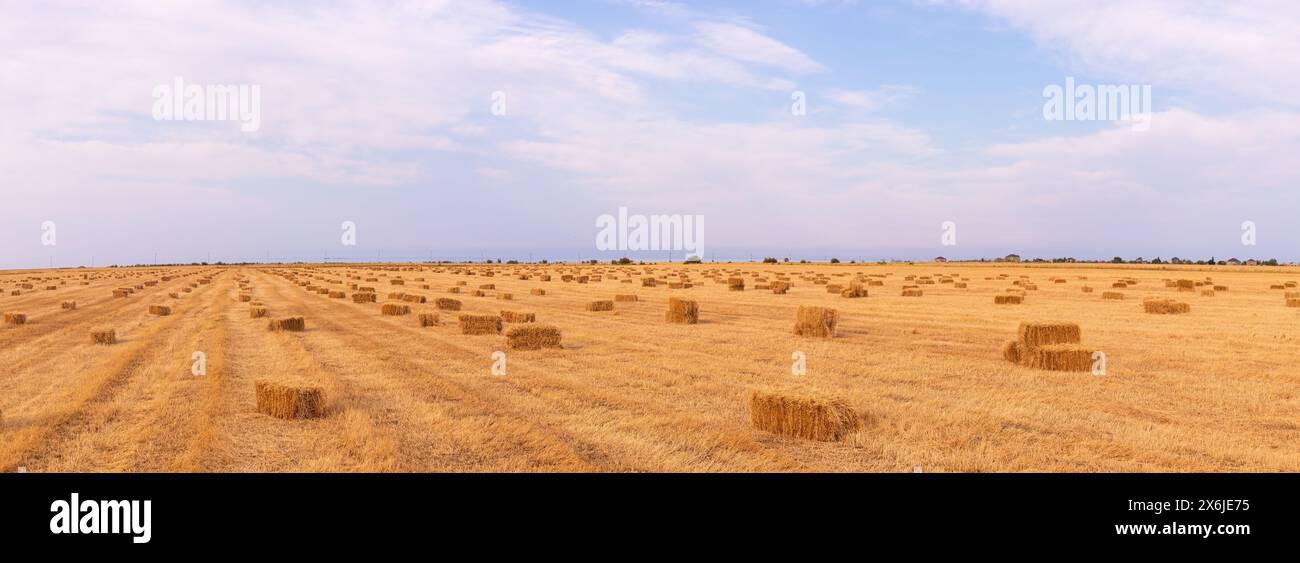 Beaucoup de balles carrées de foin sur le champ. Banque D'Images