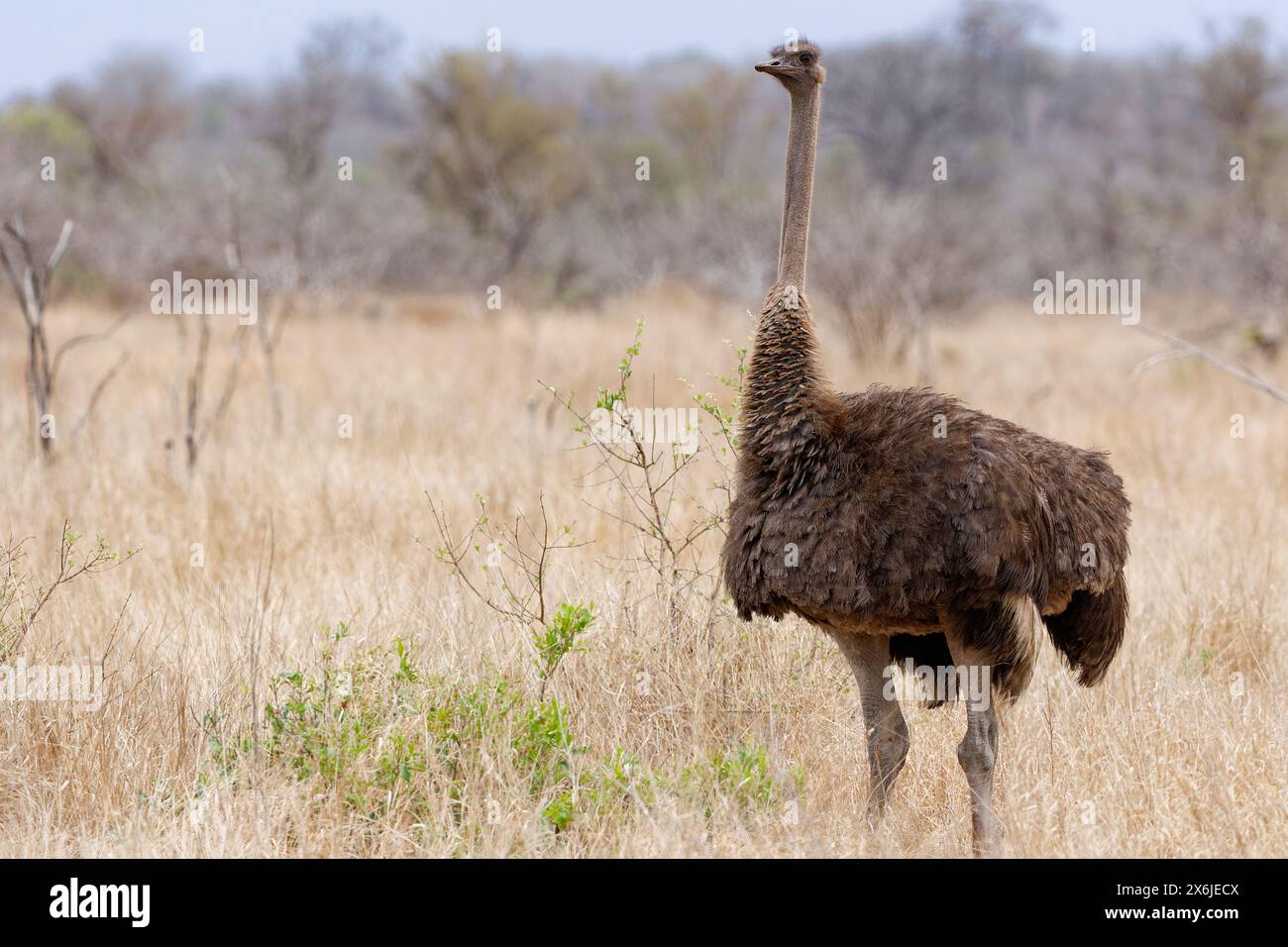 Autruche sud-africaine (Struthio camelus australis), femelle adulte debout dans une prairie sèche, alerte, Parc national Kruger, Afrique du Sud, Afrique Banque D'Images