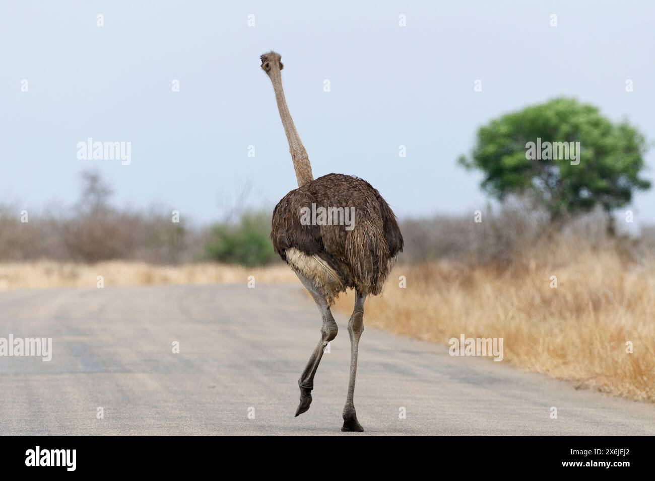 Autruche sud-africaine (Struthio camelus australis), femelle adulte marchant sur la route goudronnée, vue arrière, Parc national Kruger, Afrique du Sud, Afrique Banque D'Images