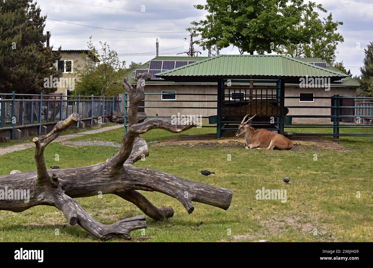 Non exclusif : VINNYTSIA, UKRAINE - 14 MAI 2024 - animaux au zoo de Podilskyi, Vinnytsia, centre-ouest de l'Ukraine. Banque D'Images