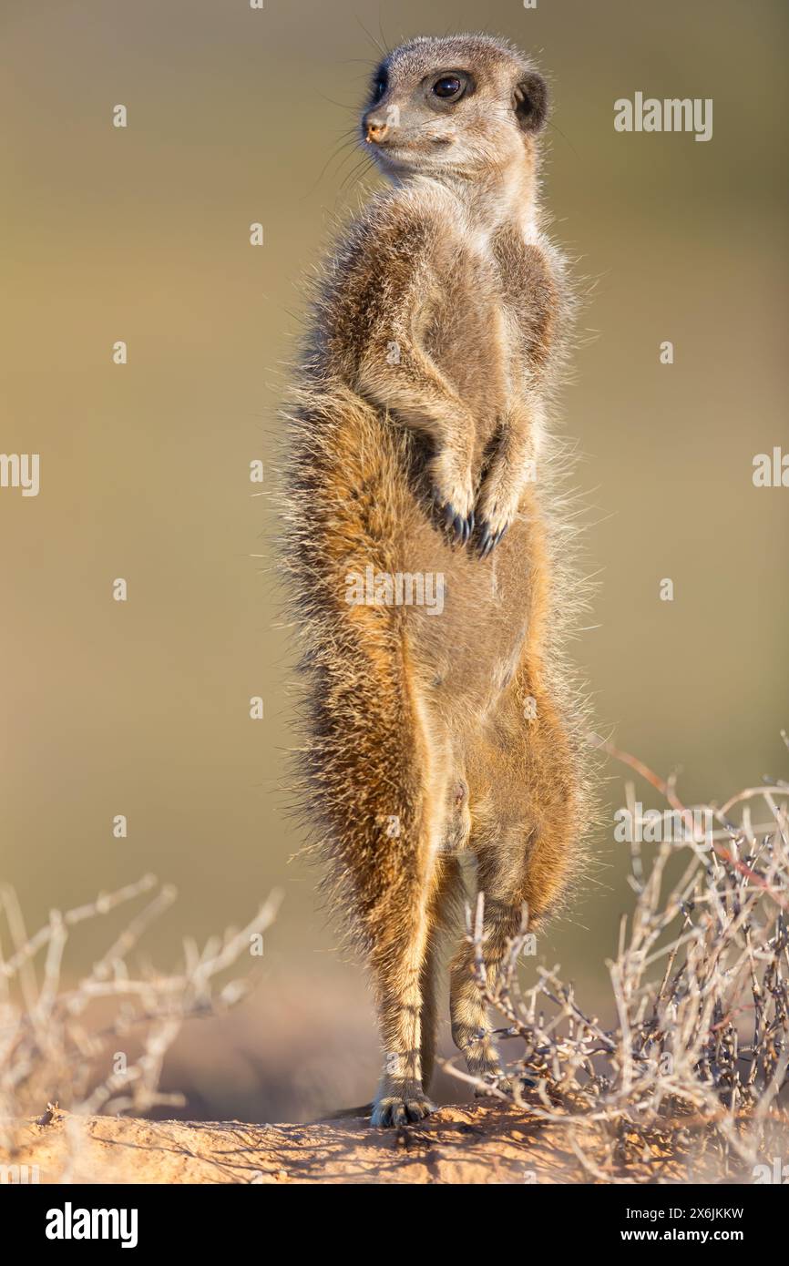 Erdmännchen, Meerkat, Suricate, (Suricata suricatt), Surikate, steht aufrecht, Banque D'Images
