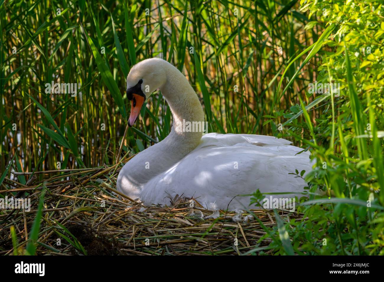 Cygne muet femelle (Cygnus olor) reproduisant des œufs sur le nid dans le lit de roseaux / roseaux au printemps Banque D'Images