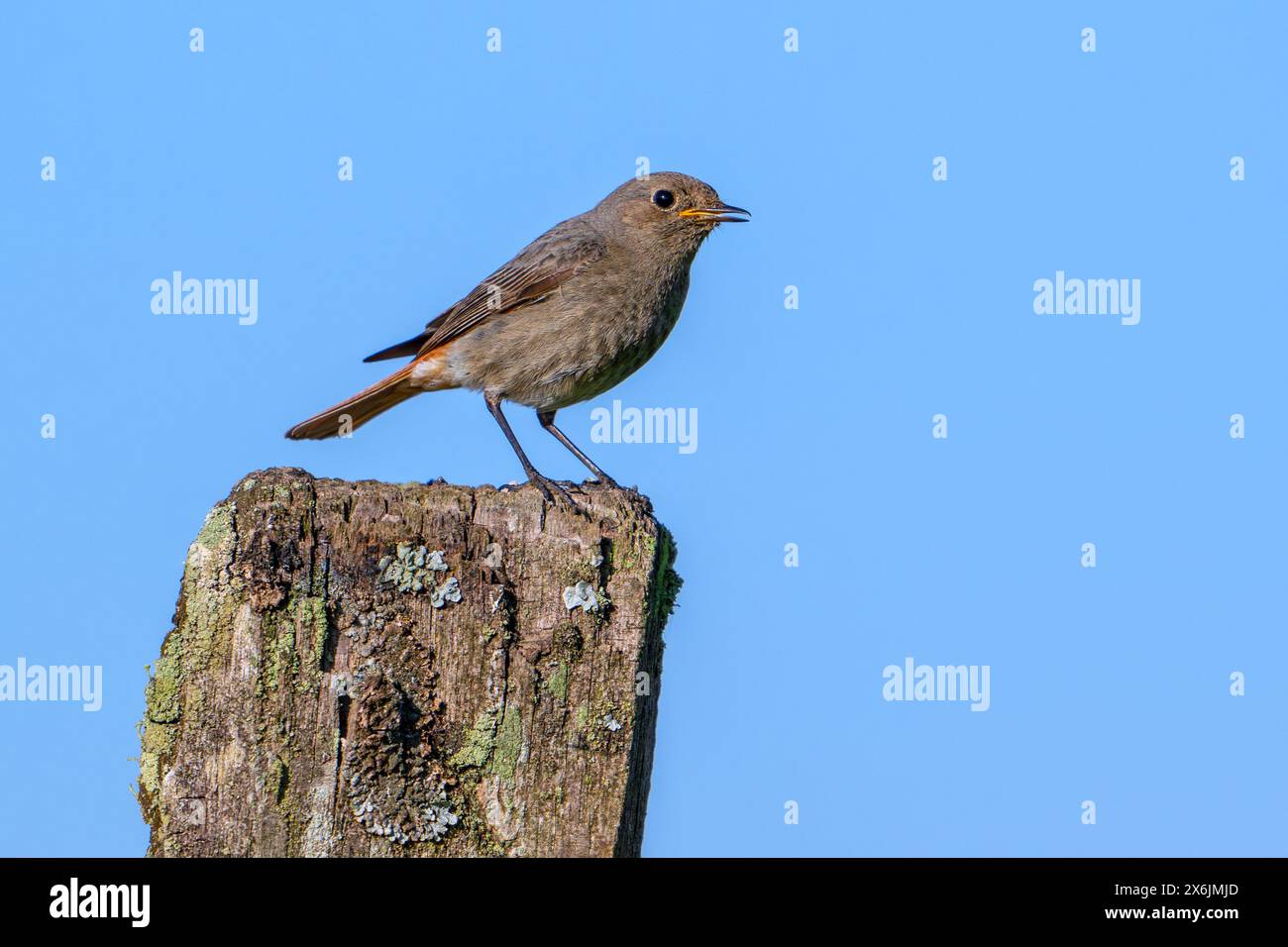 Femelle rouge noir (Phoenicurus ochruros gibraltariensis) / mâle de la première année civile perché sur un poteau de clôture en bois altéré au printemps Banque D'Images