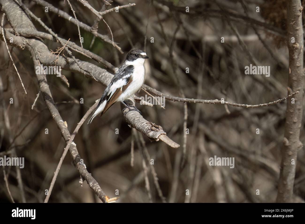 Attrape-mouches mâle semi-ollé perché sur une branche d'arbre au soleil Banque D'Images