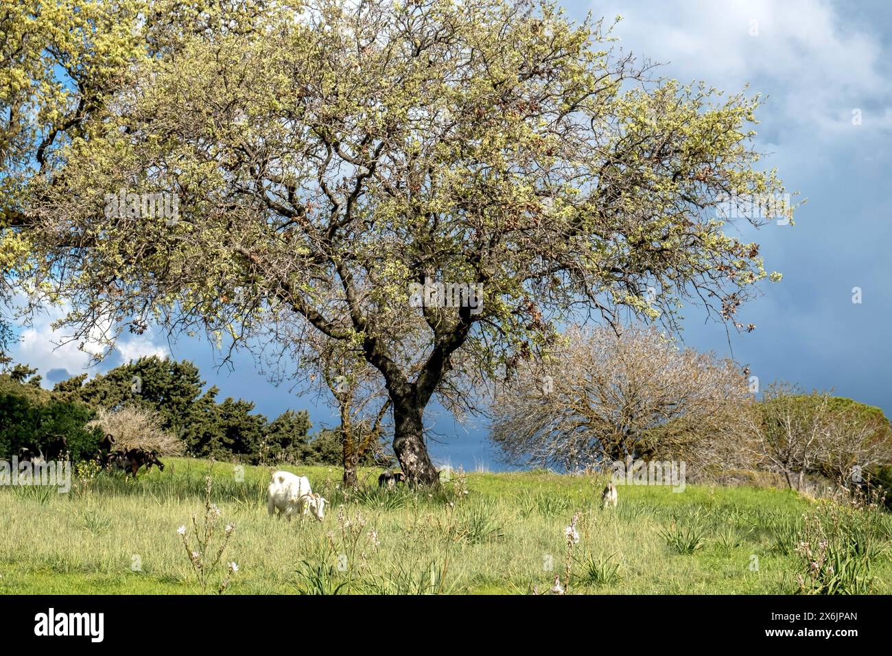Paysage sur la colline Filerimos, Rhodes, Dodécanèse, île grecque, Grèce Banque D'Images