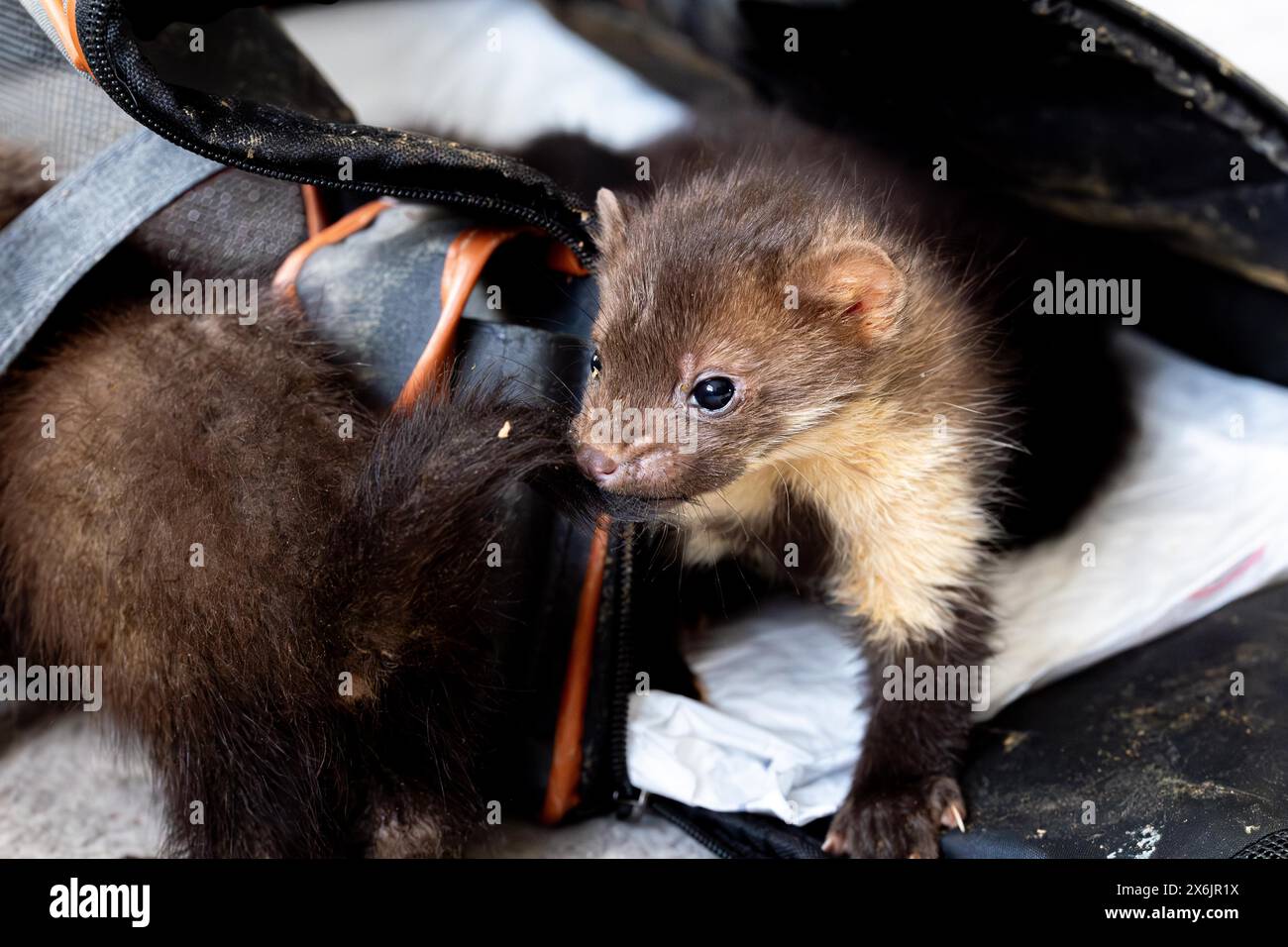 Martre de hêtre (Martes foina), bien-être animal pratique, deux jeunes animaux quittent la boîte de transport dans un centre de sauvetage de la faune, Rhénanie du Nord-Westphalie Banque D'Images