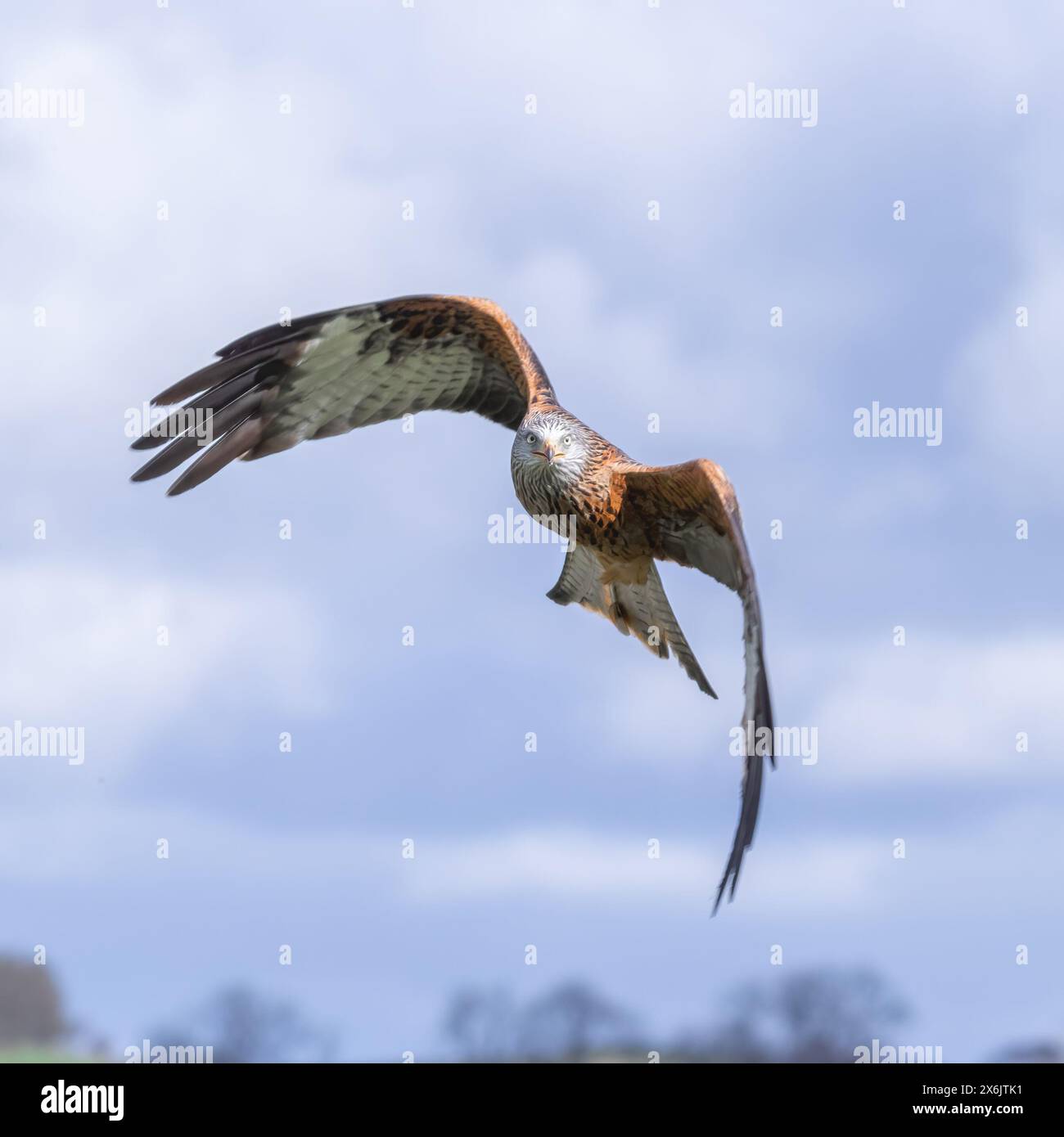 un gros plan d'un cerf-volant rouge, milvus milvus alors qu'il vole. Le ciel bleu forme l'arrière-plan avec un espace pour le texte d'un cerf-volant rouge, milvus milvus Banque D'Images