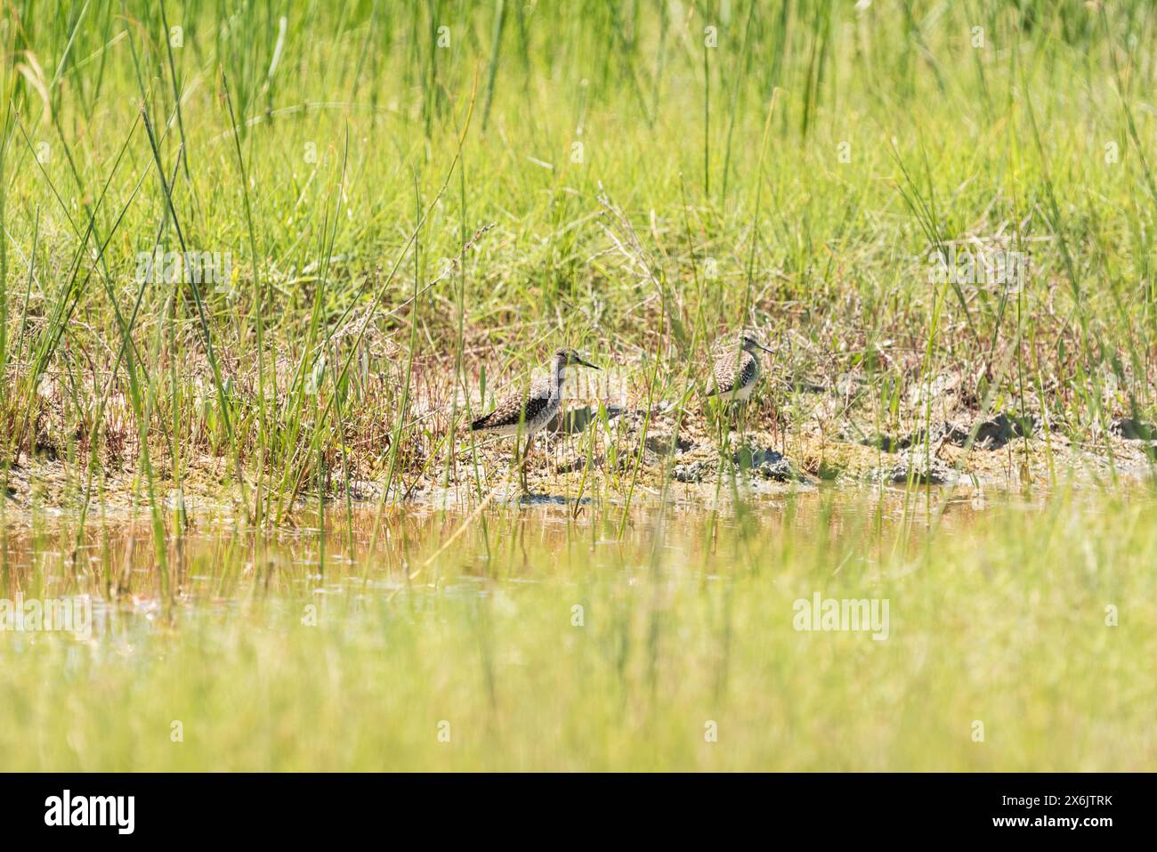 Bois Sandpipers (Tringa glareola) à Patara Beach, Turkiye Banque D'Images