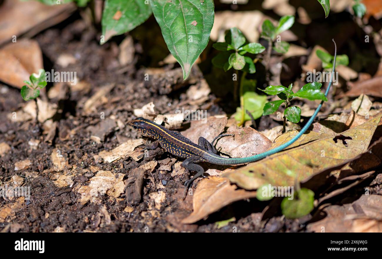 Ameive à queue bleue (Holcosus festivus), Parc national de Tortuguero, Costa Rica Banque D'Images