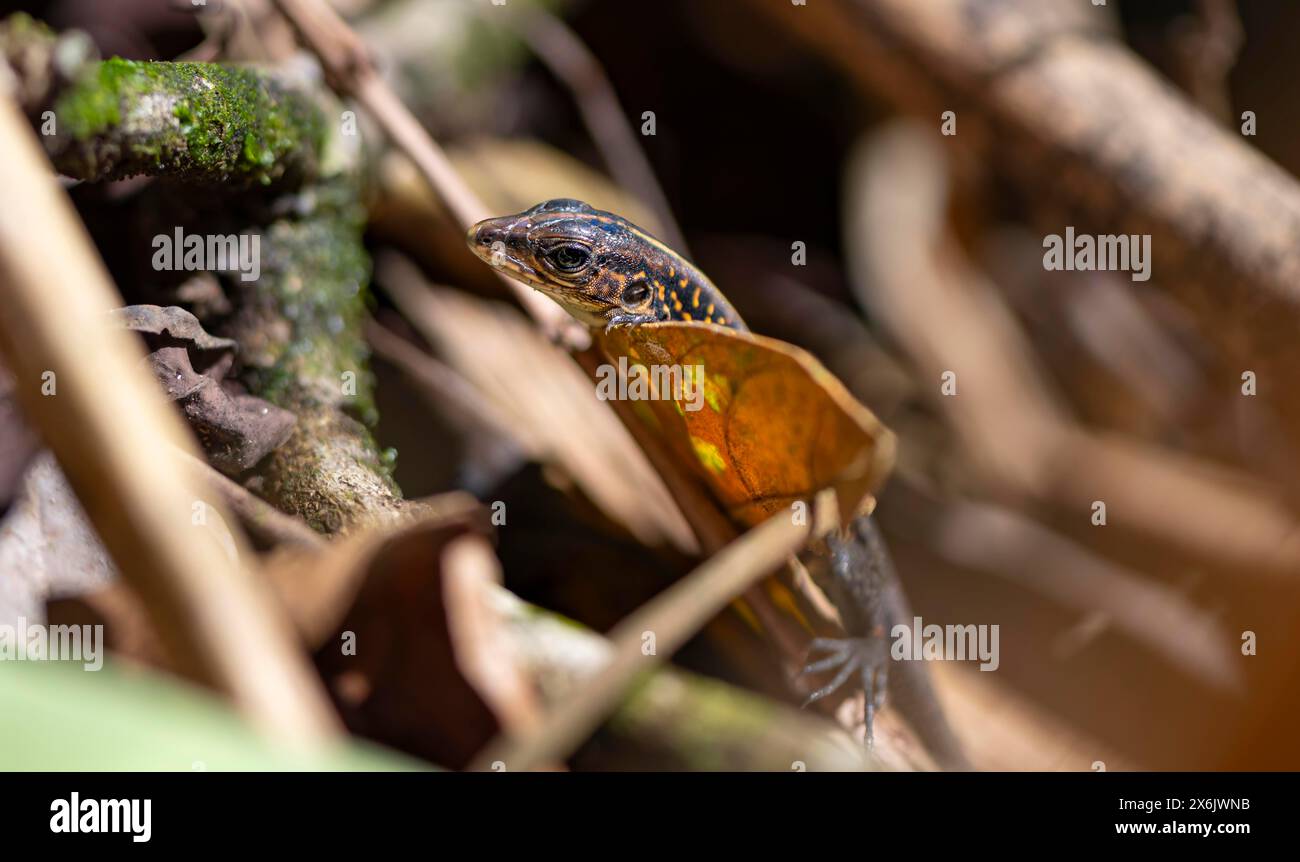 Ameive à queue bleue (Holcosus festivus), Parc national de Tortuguero, Costa Rica Banque D'Images