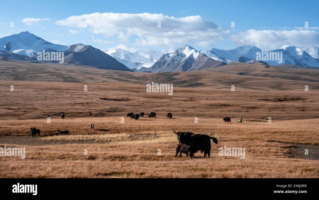 Montagnes glaciaires et enneigées, yaks broutant sur le plateau dans le paysage de montagne automnal avec de l'herbe jaune, jeune animal allaitant avec Banque D'Images