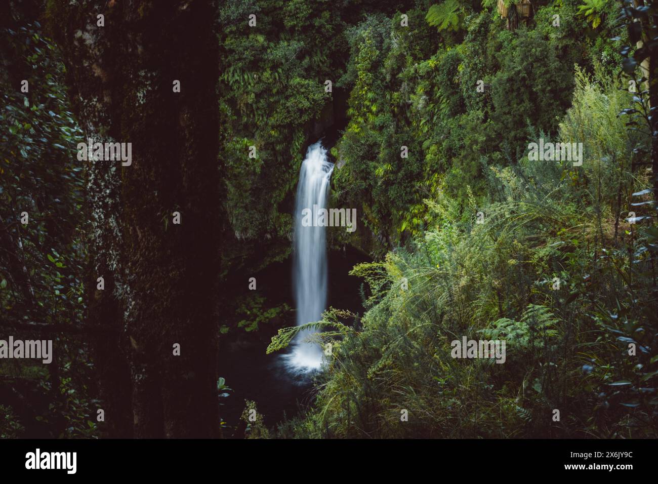Chute d'eau d'Omanawa Falls près de Tauranga, Nouvelle-Zélande. La nature tropicale entoure la cascade Banque D'Images