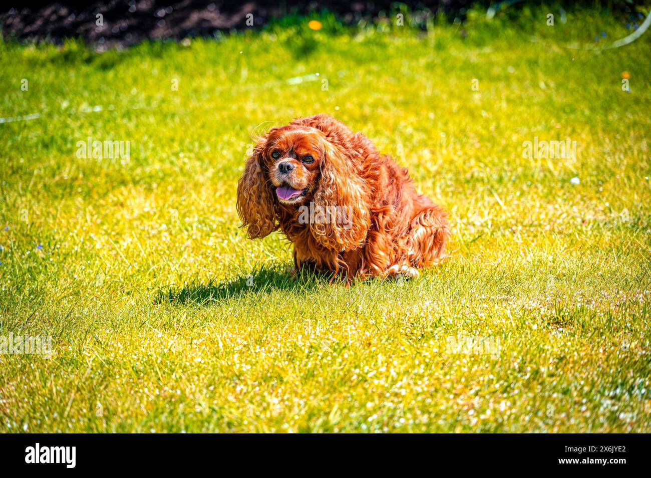 Chien domestique Cavalier King Charles Spaniel (Canis lupus familiaris) dans un pré, Schoenheide, Saxe, Allemagne Banque D'Images