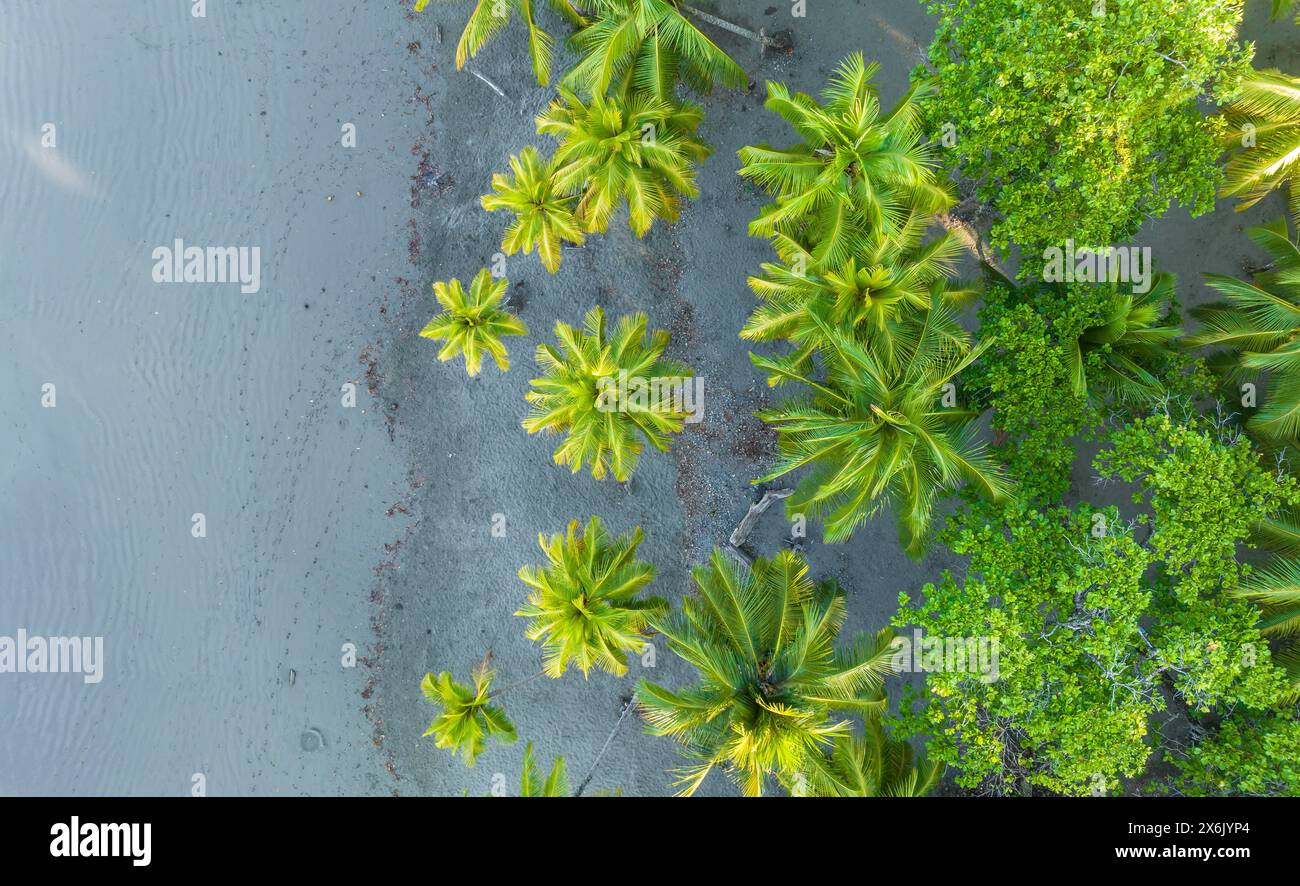 Vue aérienne, palmiers sur la plage, Playa Ventanas, province de Puntarenas, Costa Rica Banque D'Images